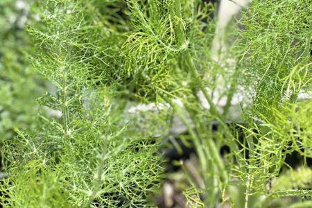 Photo of Fennel Plant in Herb Garden at The Yard Melbourne FL