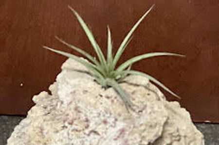 Air Plant on Dried Coral Rock Display