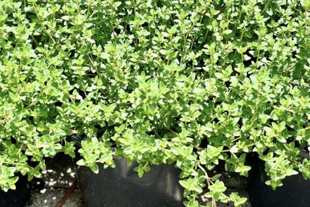Photo of Lemon Thyme plant in Melbourne Florida at The Yard