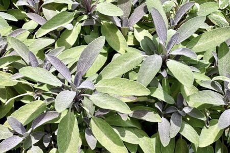 Photo of Purple Sage plant at The Yard garden store in Melb FL