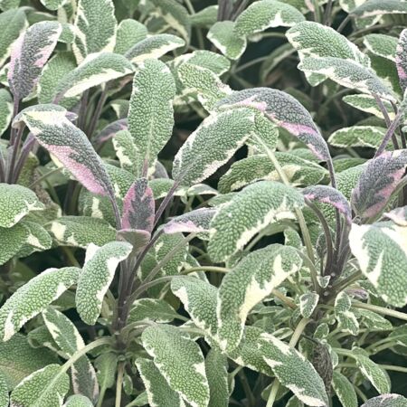 Photo of Tri-color Sage plant at The Yard Plant Center Melb FL