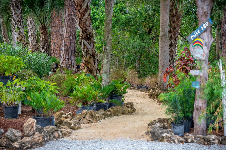 North garden path edged with coquina boulders various plants