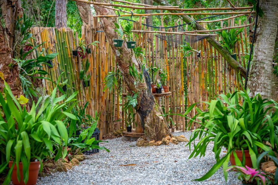 Orchid Garden with Potted and Hanging Tree Orchids