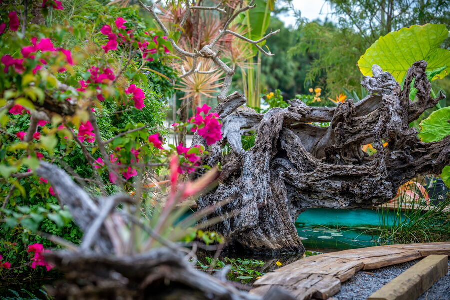 Close-up of the pond with large driftwood and pink Bougainvillea