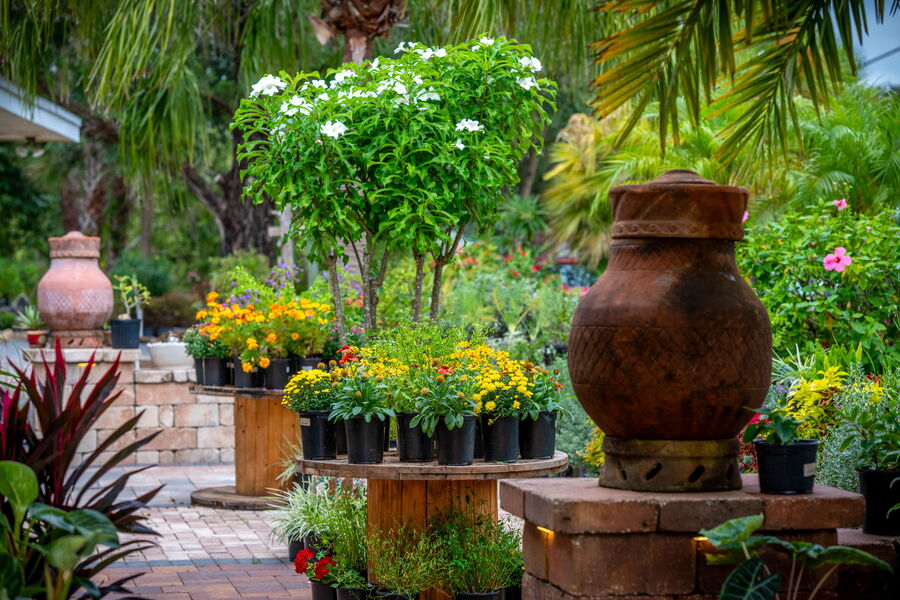 Front paver patio with flowering plants for sale