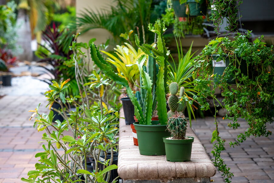 Paver Wall with Cactus, Desert Rose and Hanging Plants