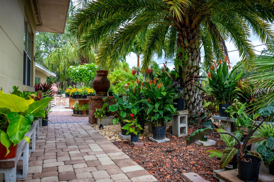South Paved Walkway with Palm Trees and Plants at The Yard