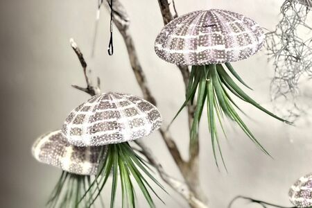 Air Plant/Shell Jellyfish Ornament