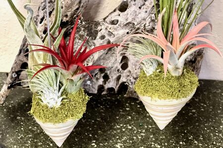 Trochus shell with airplants nestled inside