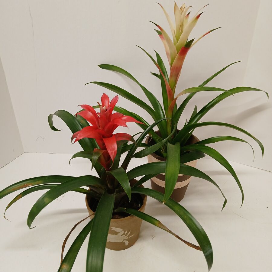 Guzmania 4&quot; (Bromeliad)