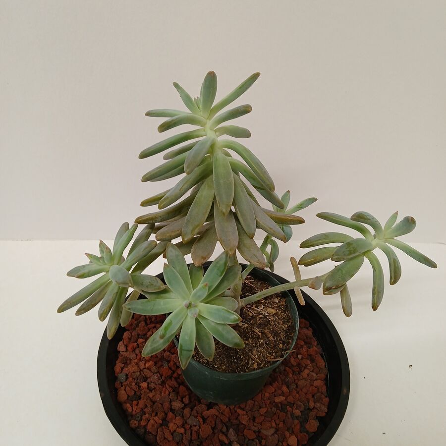 Ghost Plant 4"