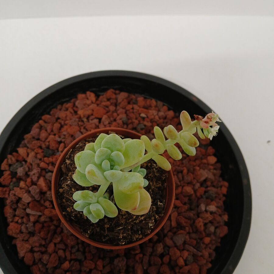Stonecrop 3"