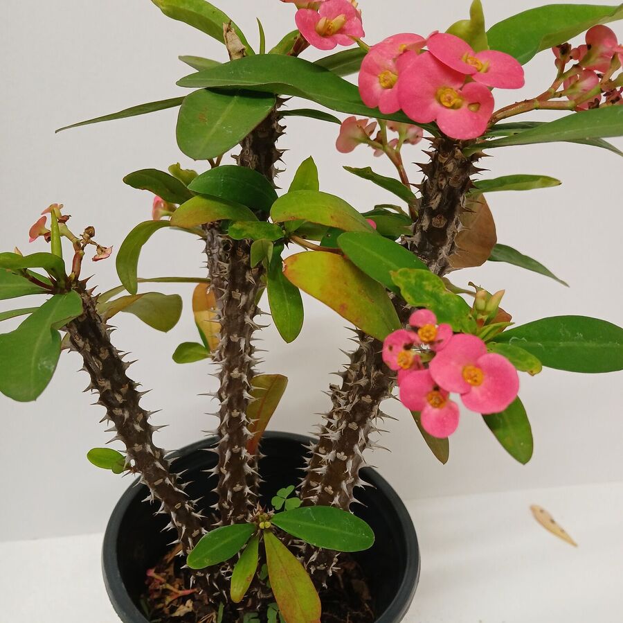 Crown Of Thorns with Red Flowers in Nursery Pot at The Yard