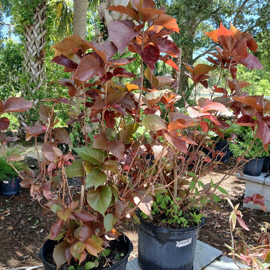 Outdoor/shrub: Copper Plant 7g