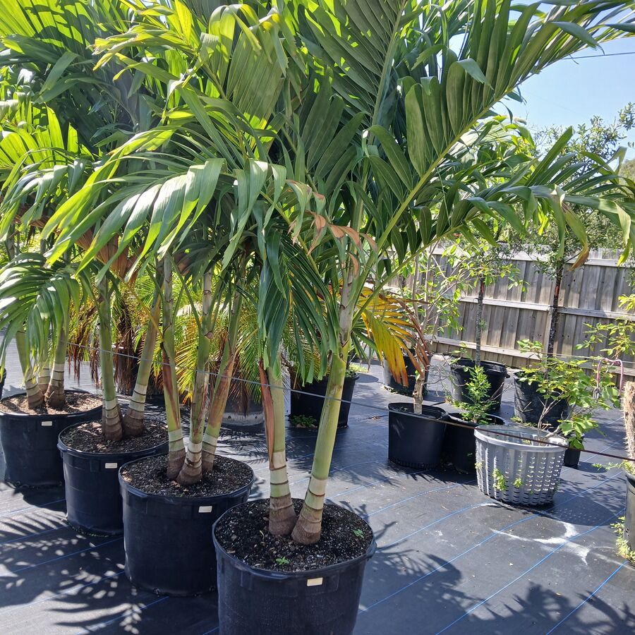 Triple Christmas Palm 15g