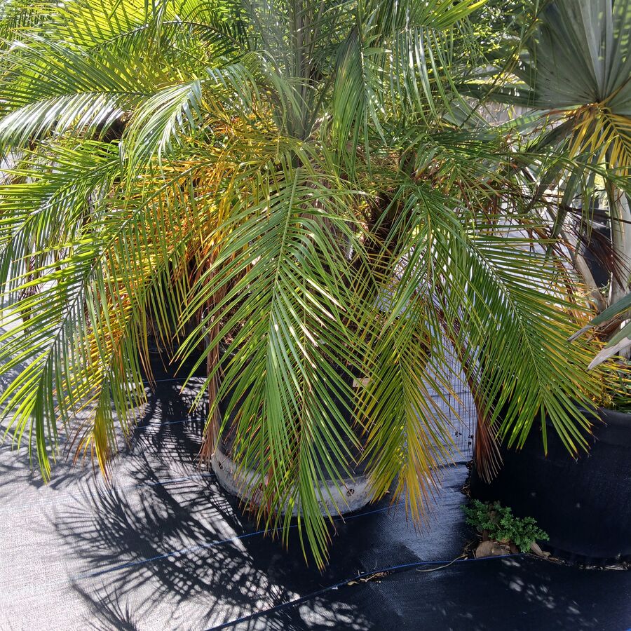 Phenix Roebelenii Triple Palm 25g