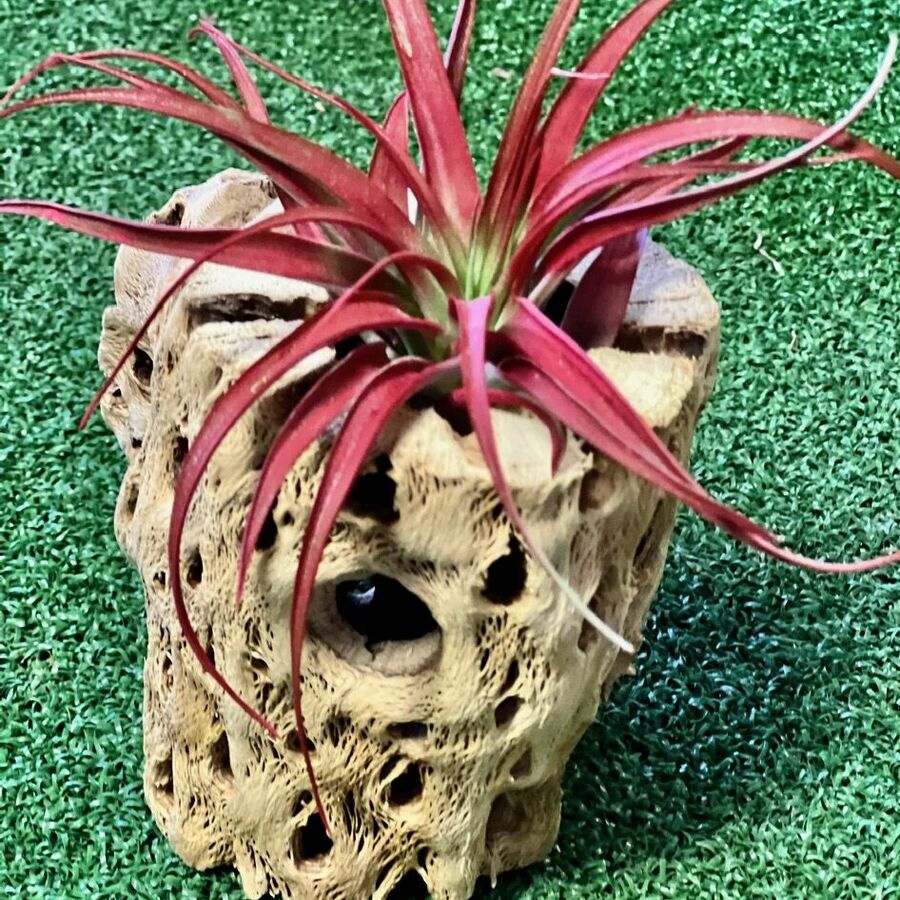 Air Plant in Cholla Wood