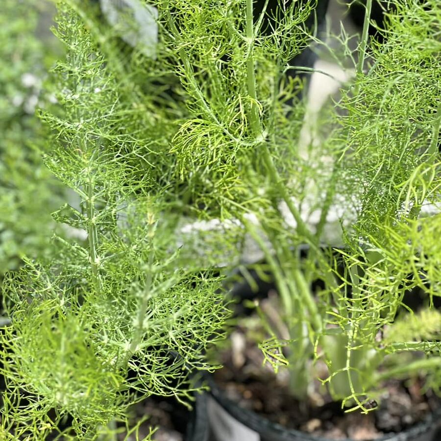 Photo of Fennel Plant in Herb Garden at The Yard Melbourne FL