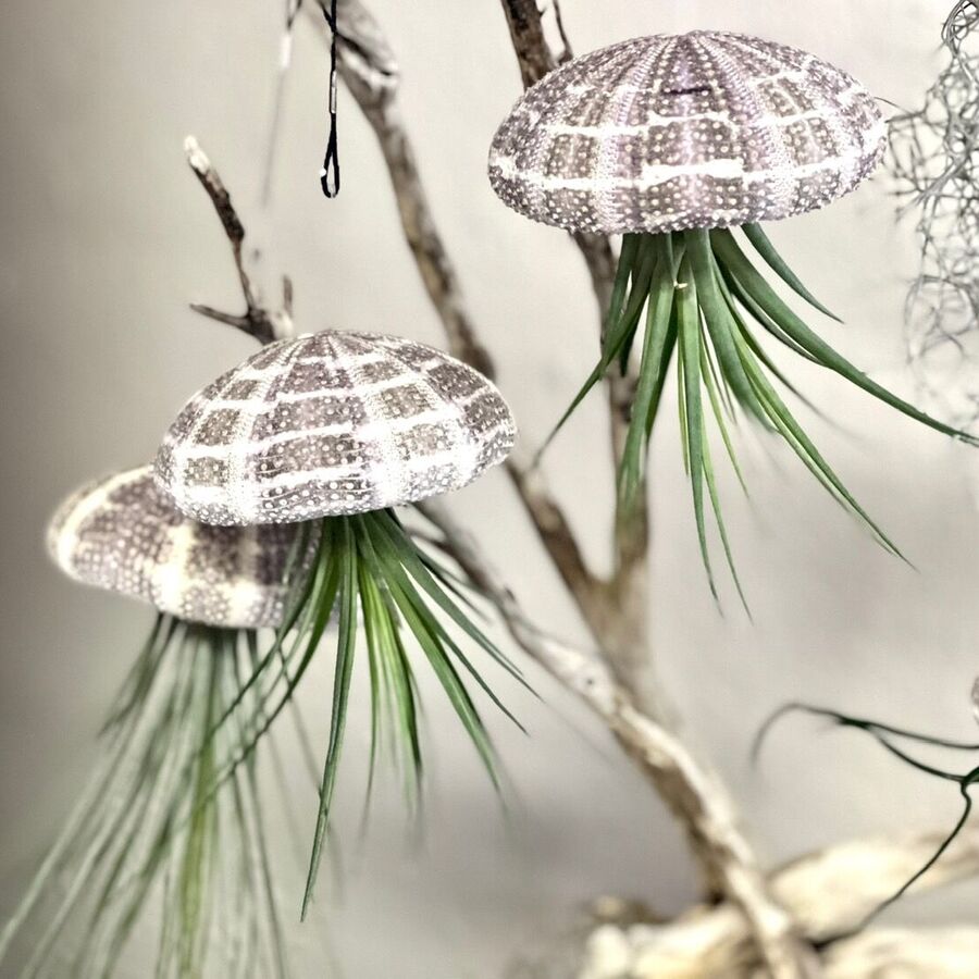 Air Plant/Shell Jellyfish Ornament
