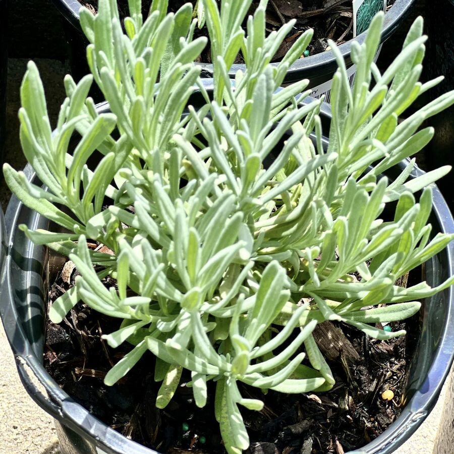 Photo of Lavender plant at The Yard Melbourne Florida