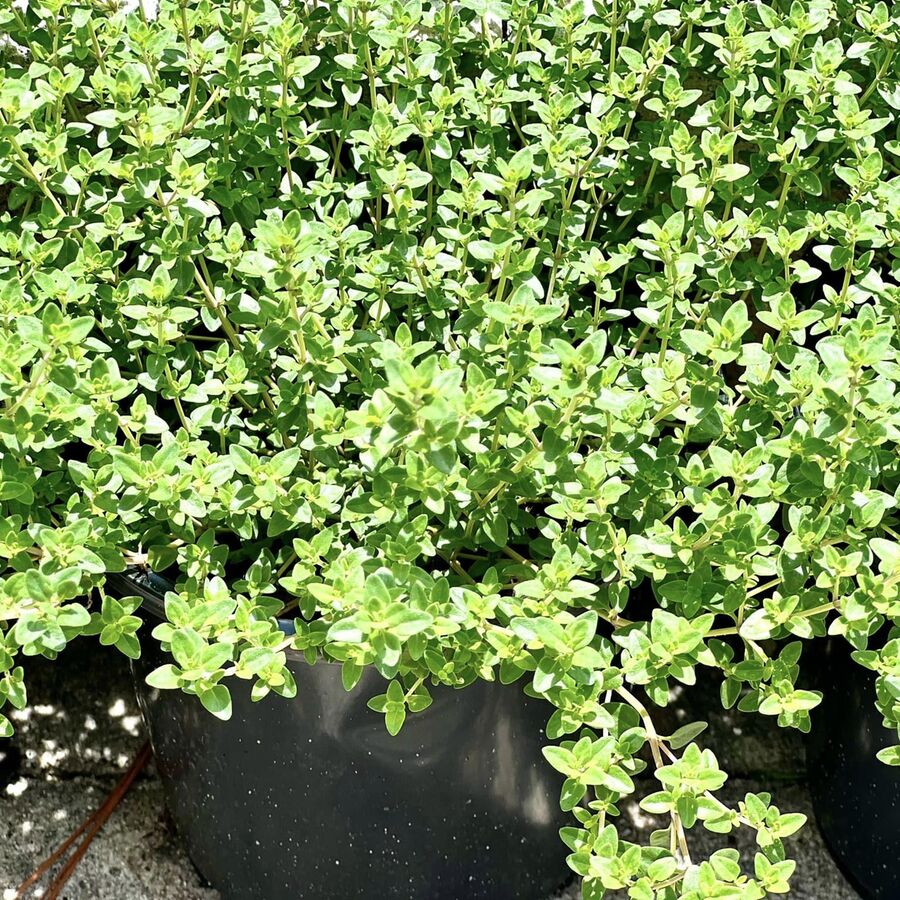 Photo of Lemon Thyme plant in Melbourne Florida at The Yard