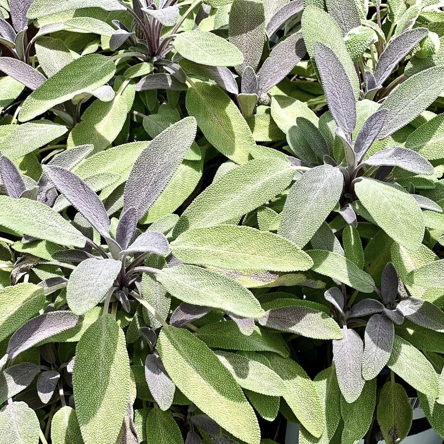 Photo of Purple Sage plant at The Yard garden store in Melb FL
