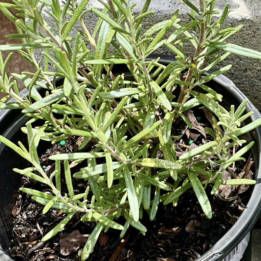 Photo of Rosemary Plant in Herb Garden at The Yard Melbourne FL