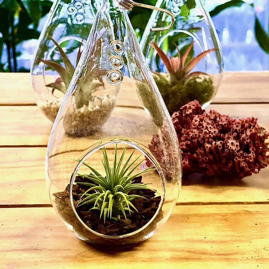 air plant glass ornament