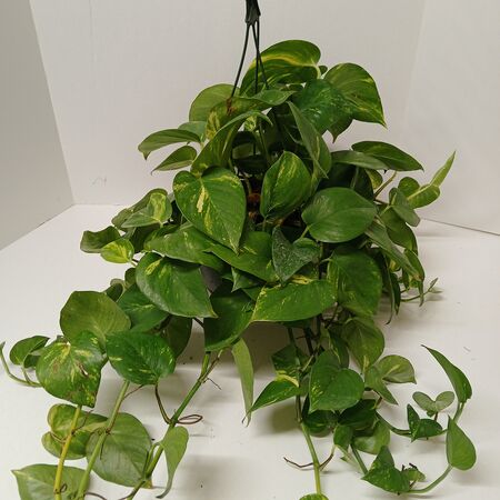 Golden Pothos Hanging Basket 10"