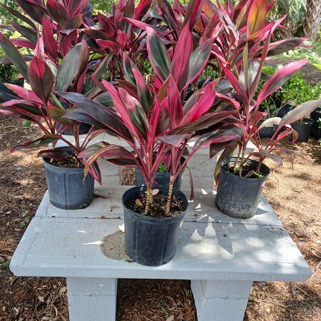 Red Sister Cordyline 3g