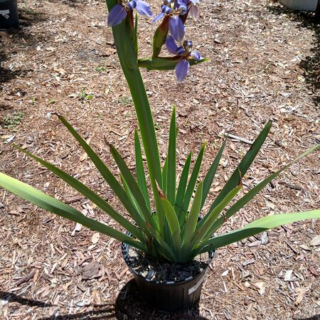Iris Neomarica 3g