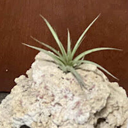 Air Plant on Dried Coral Rock Display