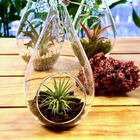 air plant glass ornament