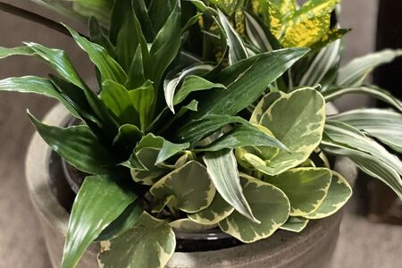 Custom Plant Arrangement Various Plants Arranged in a Pot