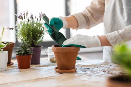 A person off camera potting a plant