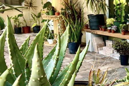 Aloe plant surrounded by other plants on paver patio porch